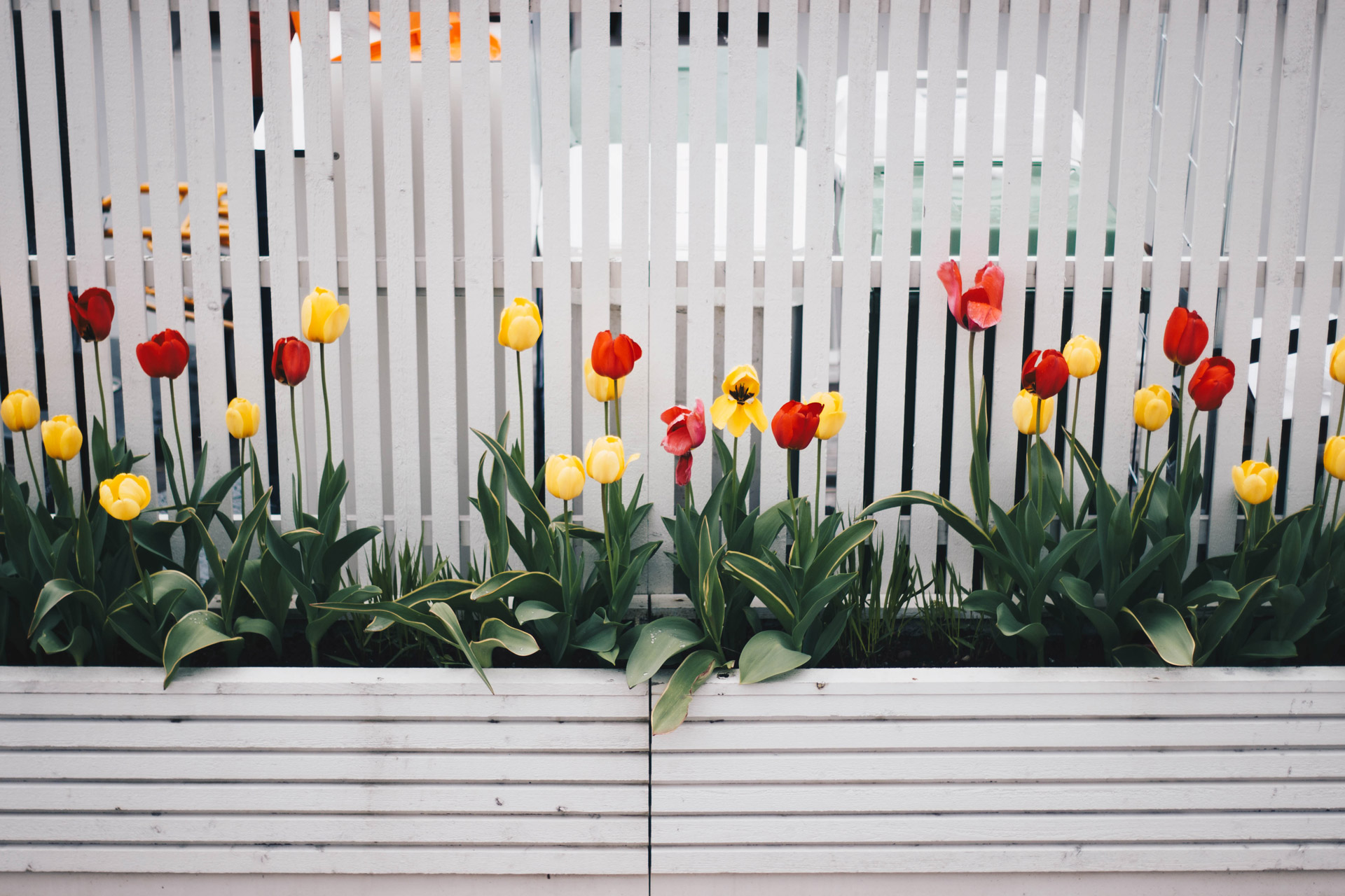 Yellow and red tulips in front of a white painted garden fence.