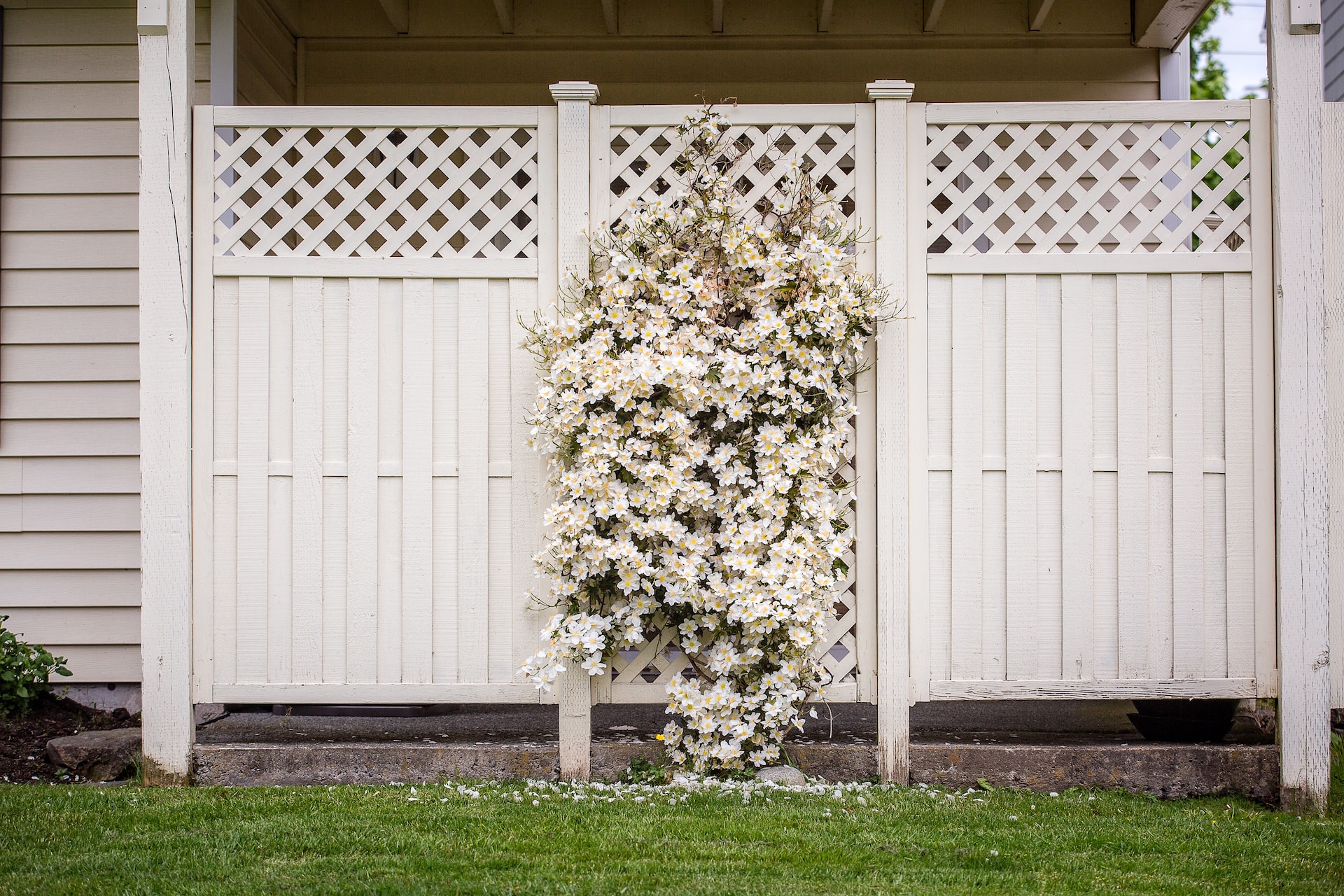 A white-flowered plant is climbing a cream-coloured wooden garden fence.