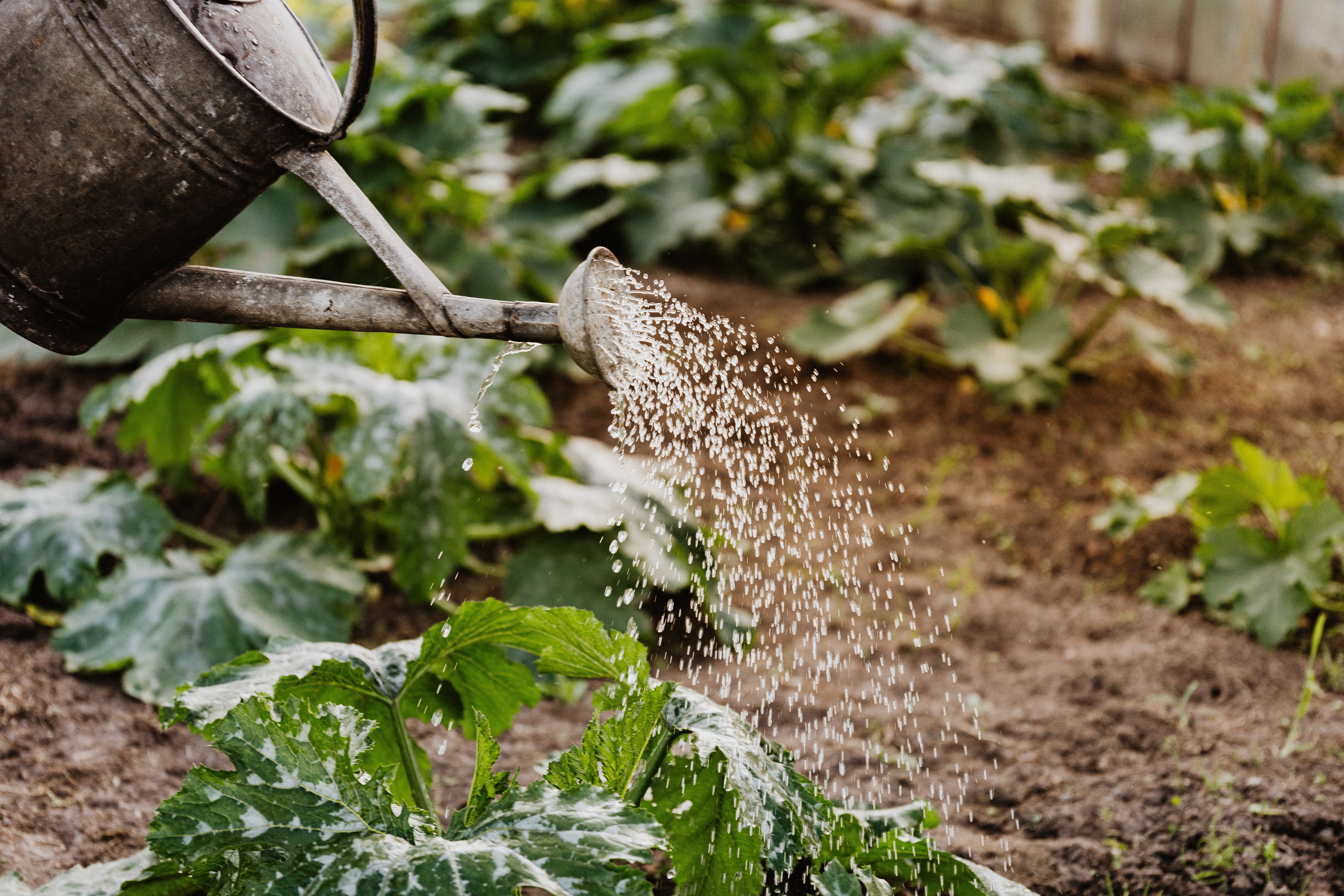 Watering crops practising sustainable gardening methods