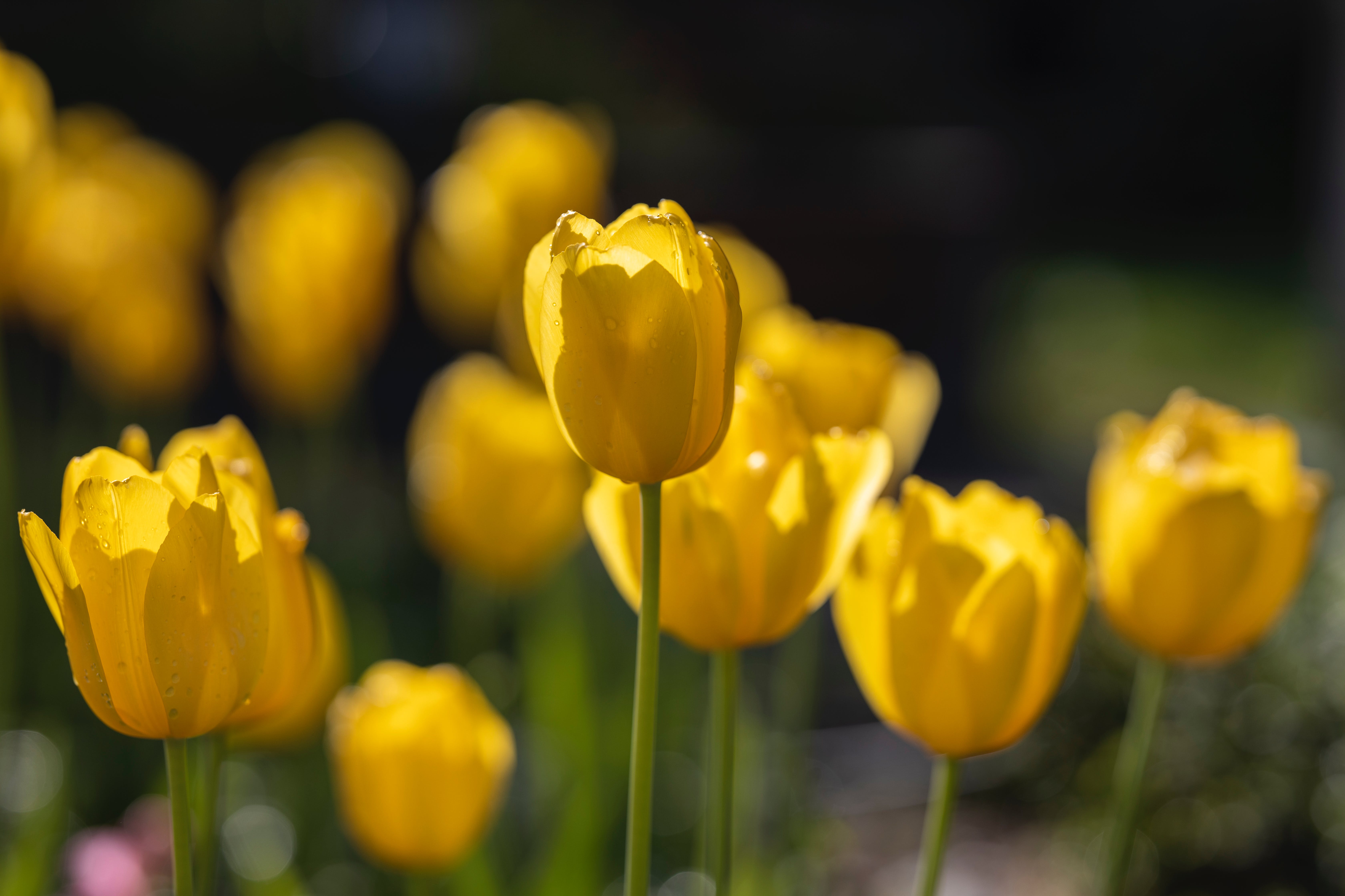 Yellow native tulips in bloom in a sustainable garden