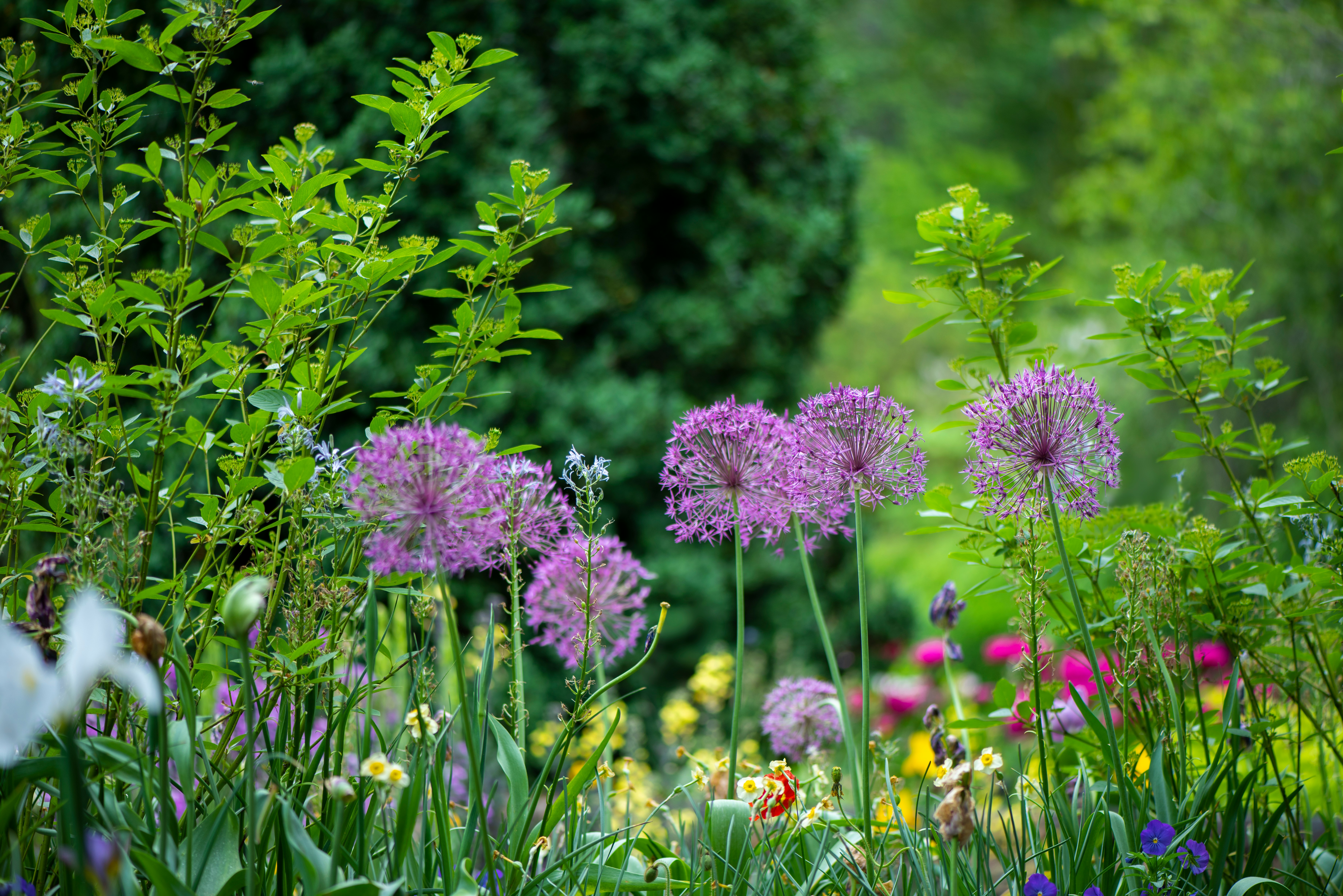 A vibrant garden in London filled with lush greenery and a variety of flowers, including prominent purple alliums. A vibrant garden in London filled with lush greenery and a variety of flowers, including prominent purple alliums.