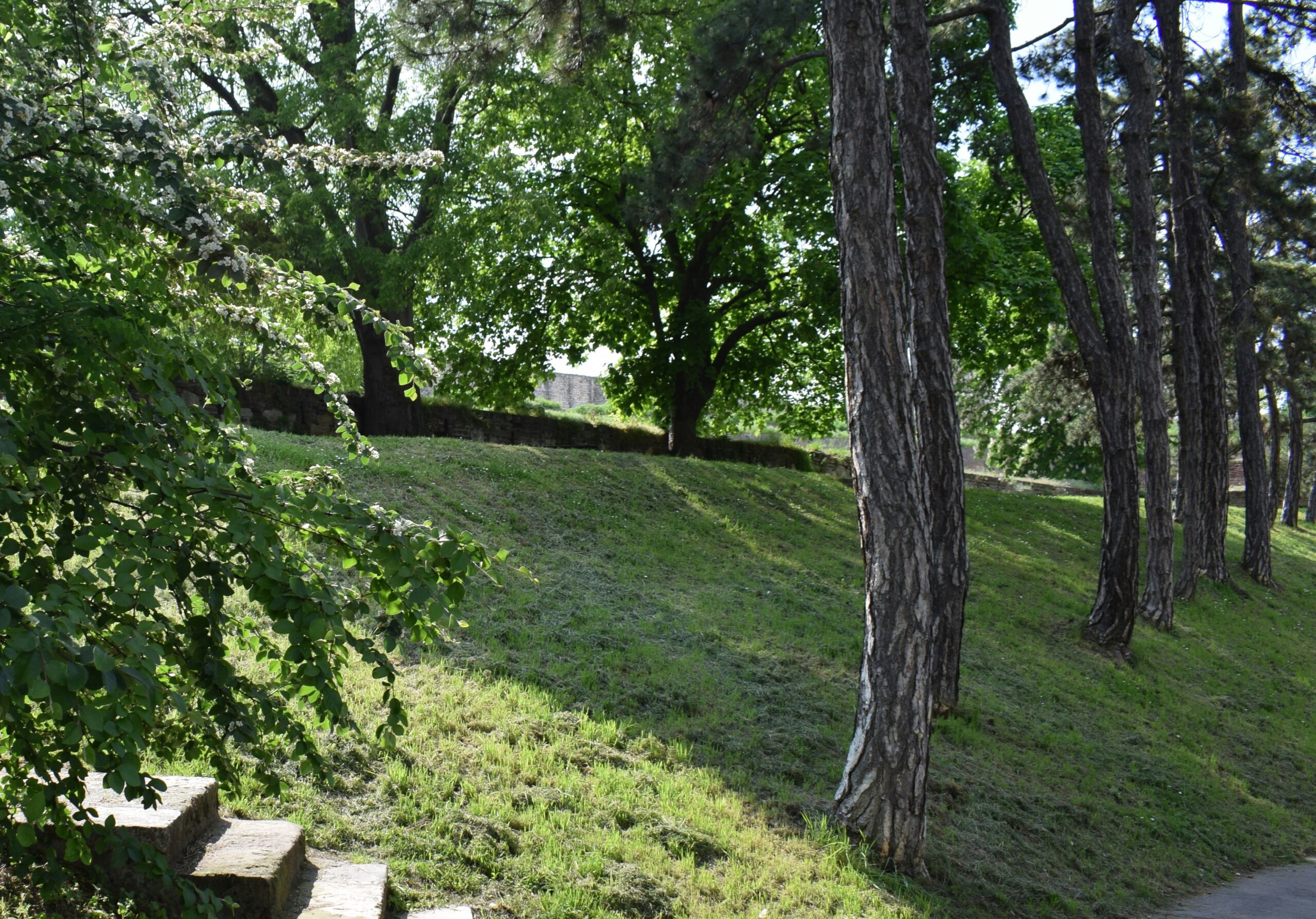 A serene park with a gently sloping grassy hill, tall trees, and stone steps, bathed in soft sunlight.