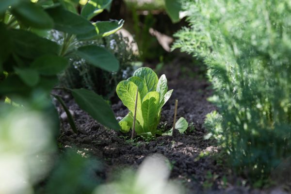 salad growing in an east facing vegetable patch