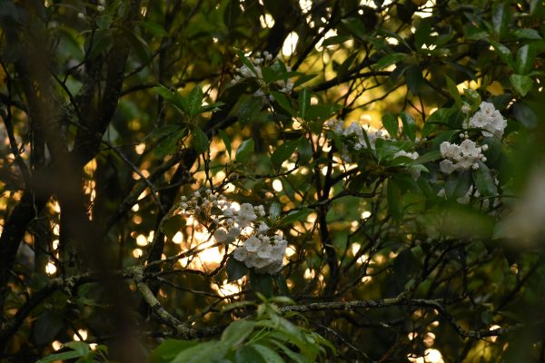 Mountain laurel in a shady garden