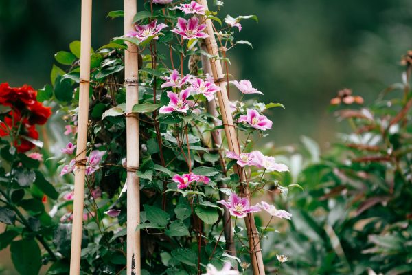 pink and white clematis climbing a trellis