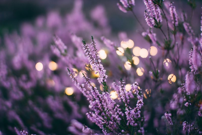 fragrant-colourful-options-front-garden upclose photo of lavender