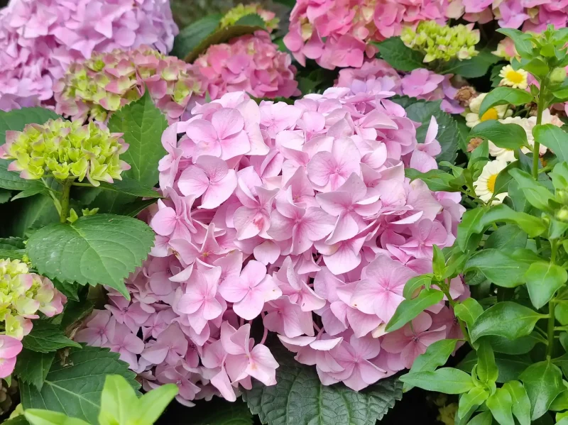 hydrangeas-for-front-garden up close photo of pink hydrangeas