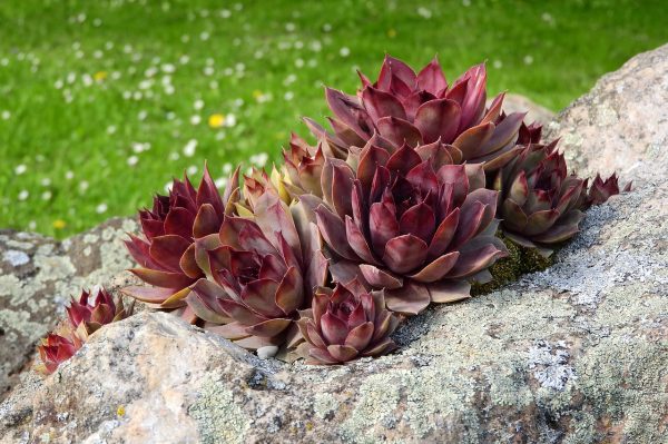 sempervivum in a rock garden