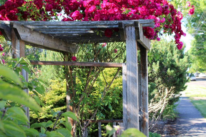 a pergola in a garden with plants hanging from it