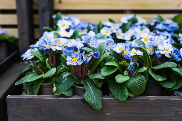 Vibrant blue and yellow flowers growing in raised planting beds in a sloped garden.