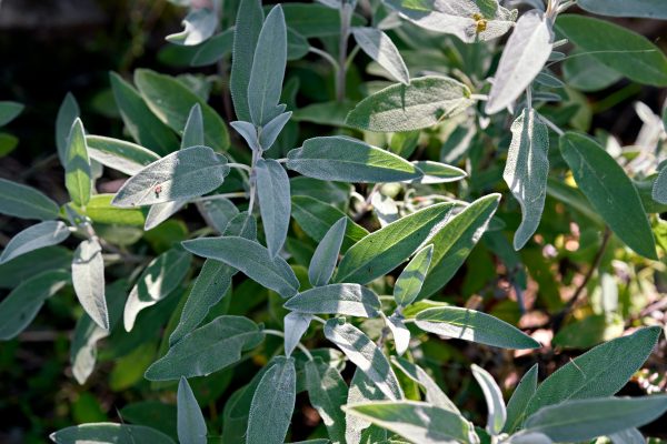 A close-up sage plant planted in a sloped garden.