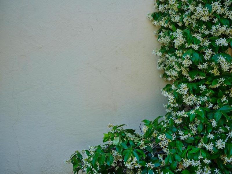 star-jasmine-courtyard-garden star-jasmine-courtyard-garden