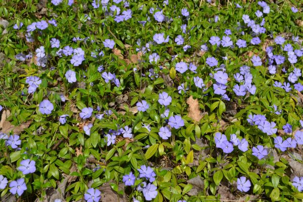 periwinkle ground cover