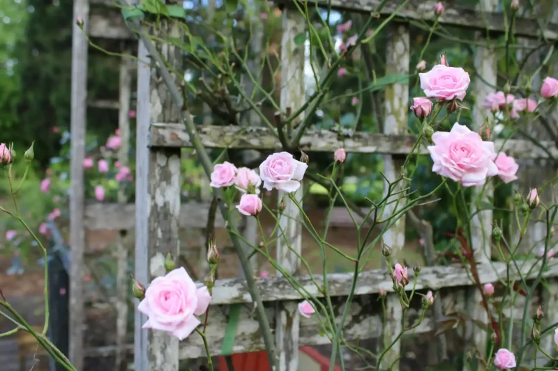 vertical-gardening-trellis-idea photo of a trellis with plants growing on it